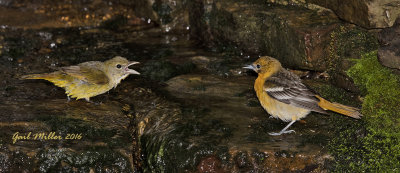 Summer Tanager and Baltimore Oriole 