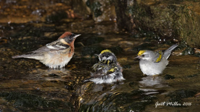 Bay-breasted Warbler, Chestnut-sided Warbler, Golden-winged Warbler