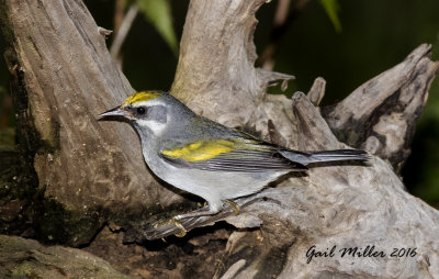 Golden-winged Warbler