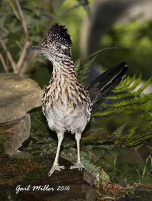 Greater Roadrunner at the water feature in my yard. 