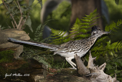 Greater Roadrunner at the water feature in my yard. 