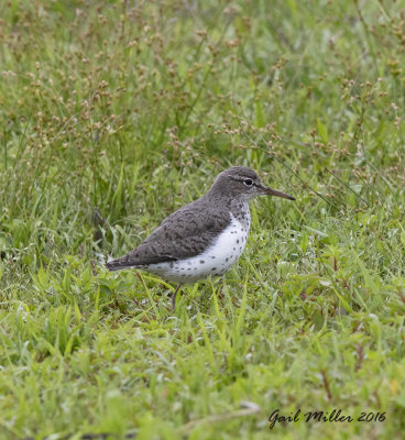 Spotted Sandpiper
Beaverfork Lake 
Conway, AR