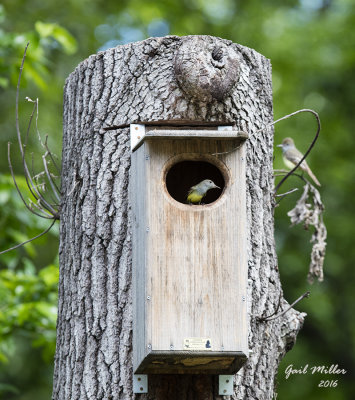 Great-crested Flycatcher
Checking out a Wood Duck box in my yard.