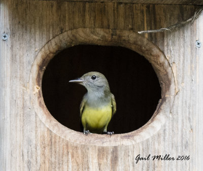 Great-crested Flycatcher
Checking out a Wood Duck box in my yard.