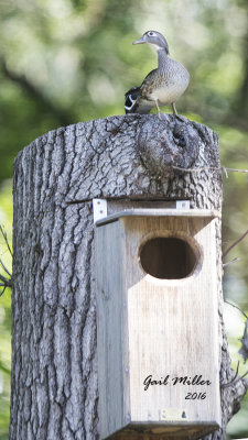 A pair of Wood Ducks, checking out a nest box in my back yard. Note the male behind the female. Very close to my house, I can't imagine they would nest there. Photo taken through a closed window. This is the same nest box that the Great-crested Flycatcher was checking out.