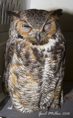 Great-horned Owl, probably a car strike as it kept its left eye shut.  Transported to Raptor Rehab of Central Arkansas. 