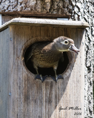 Wood Duck nesting in a box in my backyard. 