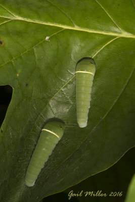 Eastern Giant Swallowtail caterpillar 