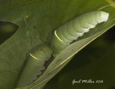 Eastern Giant Swallowtail caterpillar 
