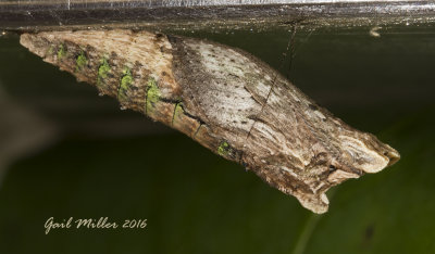 Eastern Giant Swallowtail chrysalis 