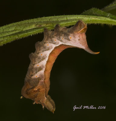 Virginia Creeper Sphinx Moth caterpillar