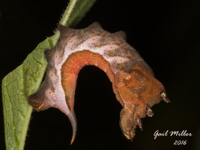 Virginia Creeper Sphinx Moth caterpillar
