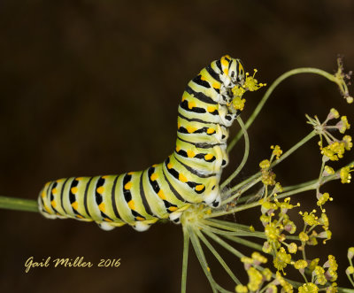 Black Swallowtail caterpillar 