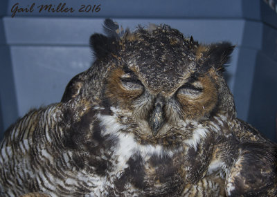 Great Horned Owl, bumped by a car. 