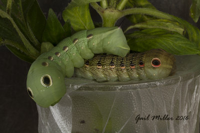 Tersa Sphinx Moth caterpillar 
