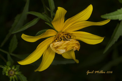 Goldenrod Stowaway; Ticksweed Moth
