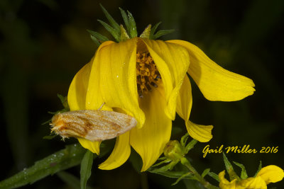Goldenrod or Tickseed Stowaway Moth