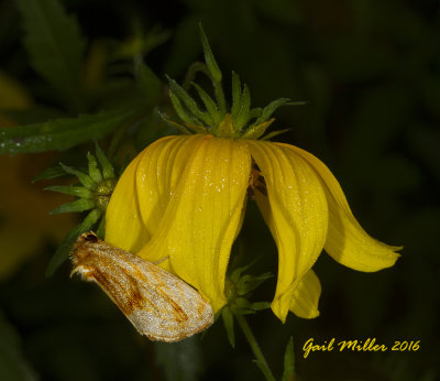 Goldenrod or Tickseed Stowaway Moth
