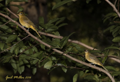 Summer Tanagers