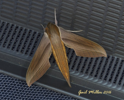 Tersa Sphinx Moth 