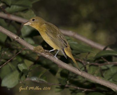 Scarlet Tanager (I think)