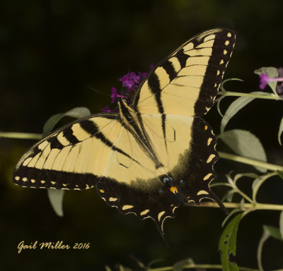 Eastern Tiger Swallowtail