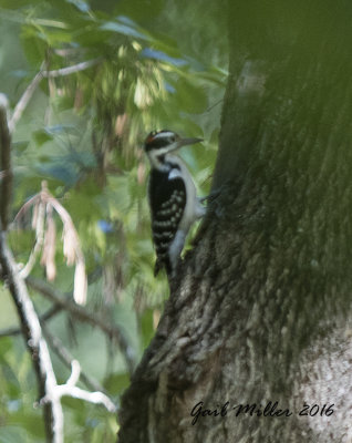 Not a good photo at all, but I needed to document the Hairy Woodpecker being near the water feature. 