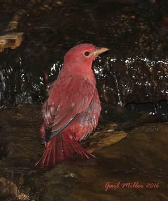 Summer Tanager, male