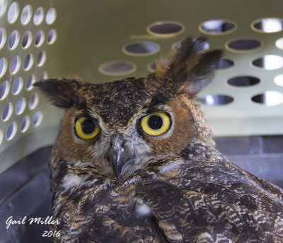 Great Horned Owl, picked up by Arkansas Game and Fish.  Caught in a fence.  