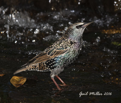 European Starling