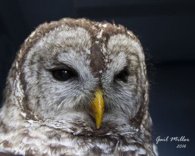 Barred Owl, picked up in NW Arkansas, by Jerry of Morrilton.  I transported it to Raptor Rehab of Central Arkansas.  