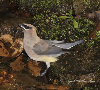 Cedar Waxwing