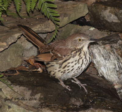 Brown Thrasher