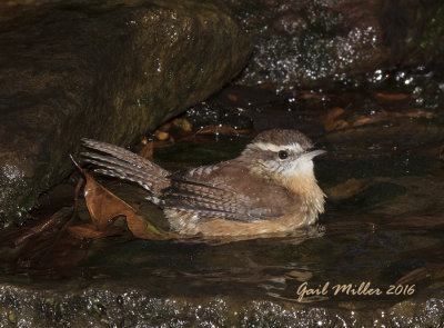 Carolina Wren