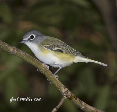 Blue-headed Vireo