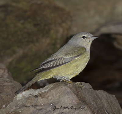 Orange-crowned Warbler