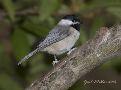 Carolina Chickadee