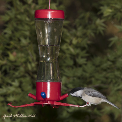 Carolina Chickadee drinking from a hummingbird feeder that hangs at the water feature, just in case I get a 'winter' hummingbird. 