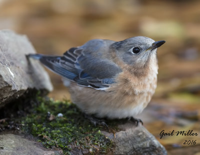 Eastern Bluebird 