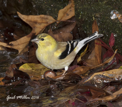 American Goldfinch