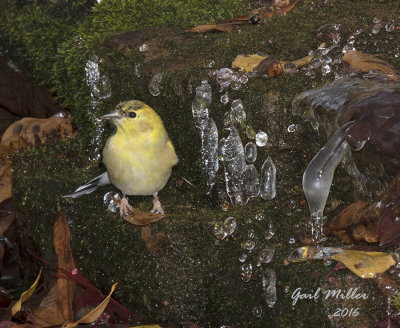 American Goldfinch