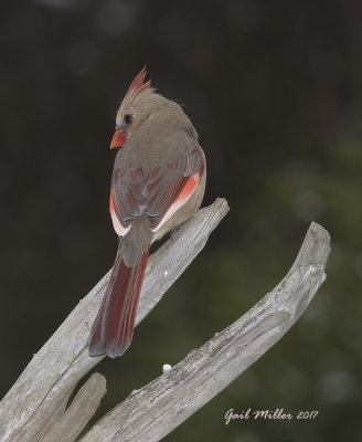 Lucy, Northern Cardinal, female with leucistic feathers. 