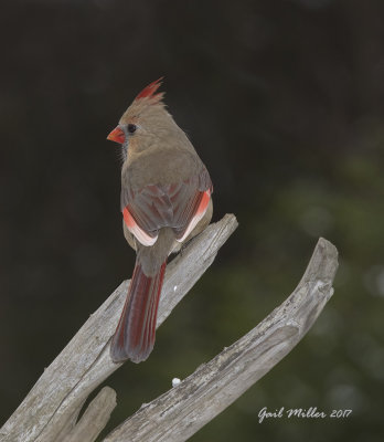 Lucy, Northern Cardinal, female with leucistic feathers. 