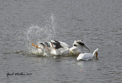 American White Pelican