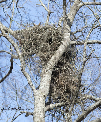 Great Horned Owl nest on my property.  I hear the pair of owls nightly but had not been able to find a nest.  This was a Red-tailed Hawk nest from last year.  It looked so disheveled this winter, I didn't think the owls would use it.  Today, I thought I saw something from the highway and confirmed an owl on the nest.  The nest is in deep woods and up very high.  