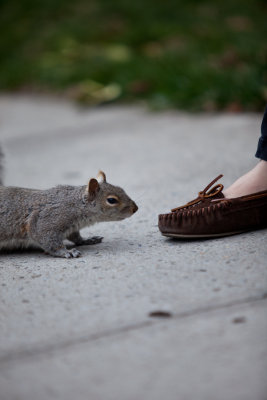 Squirrels around our apartment