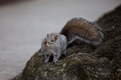 Squirrels around our apartment