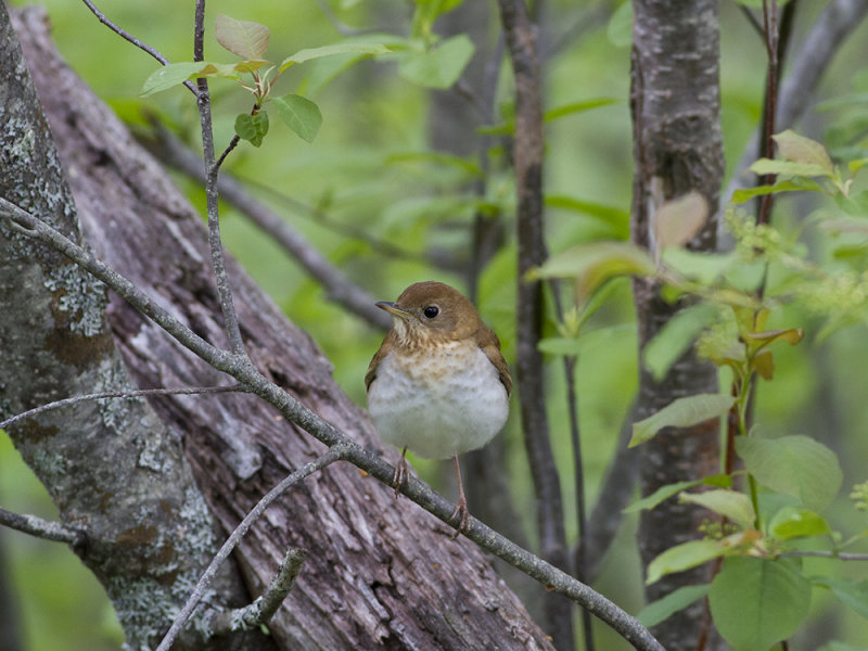 Veery (Catharus fuscescens) Rostskogstrast