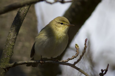 Lvsngare (Phylloscopus trochilus) Willow Warbler