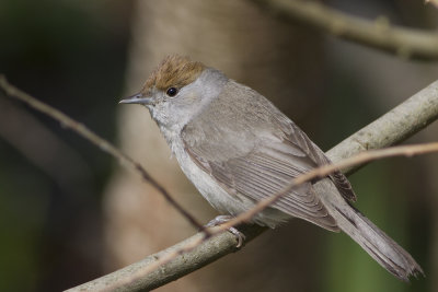 Svarthätta (Sylvia atricapilla) Blackcap